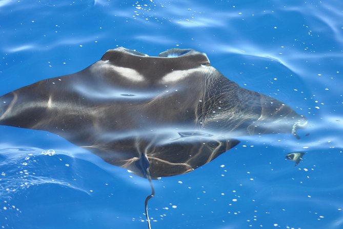 Manta Mania - Manta Ray Night Snorkel - Small-Group Experience In Kona, Hawaii - Just The Basics