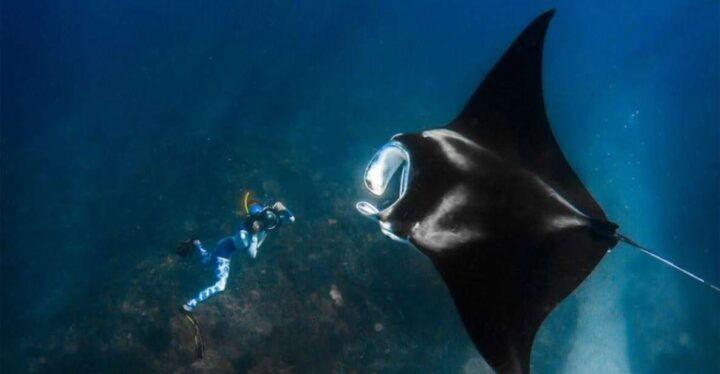 Manta Point or Manta Bay Trip Tomorrow - Key Points