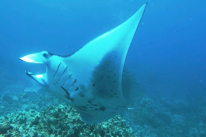 Manta Ray Night Snorkel at Kona, Big Island - Just The Basics