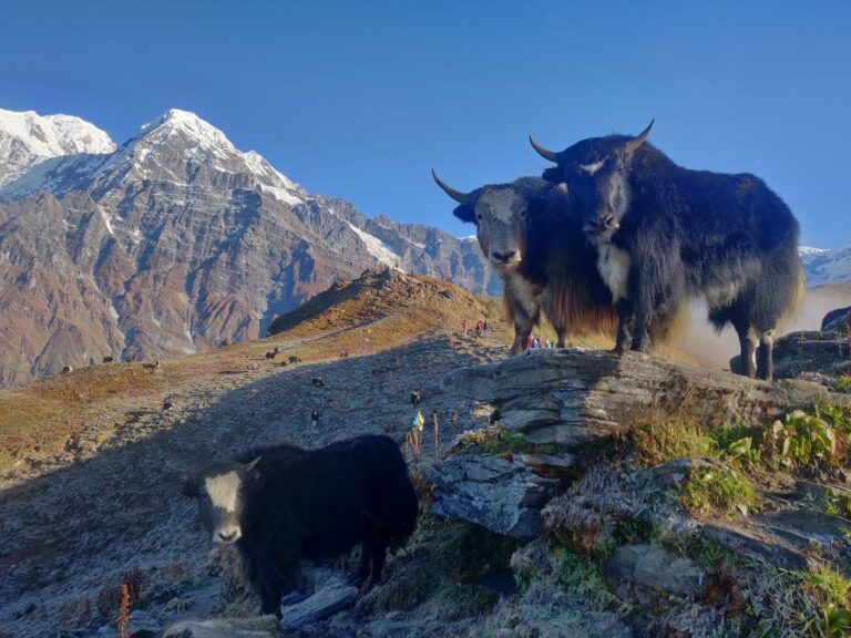 Mardi Himal Base Camp Trek