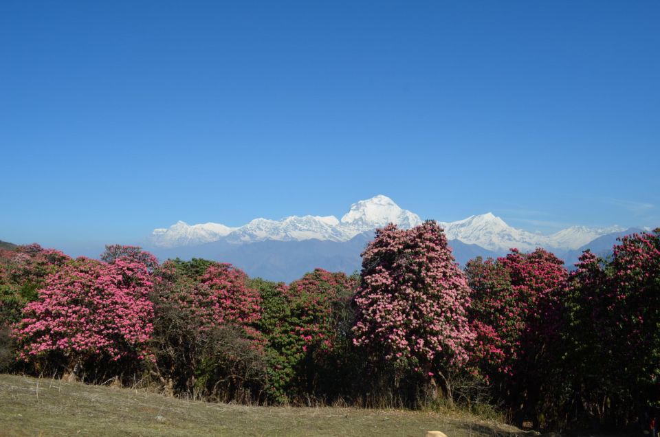 Mardi Himal & Poonhill : Annapurna Vista - Key Points
