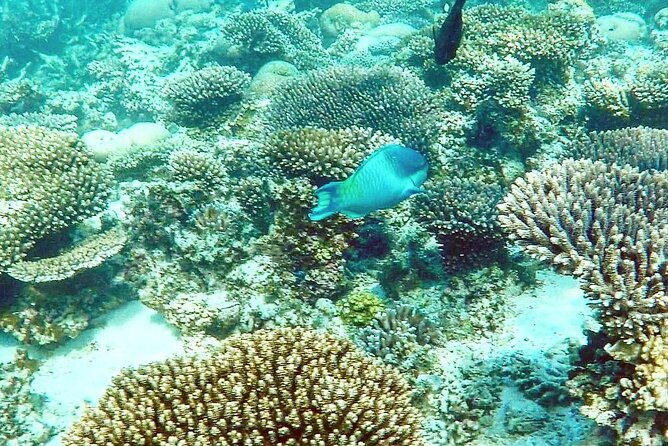 Marine Eco Safari - Swim With Manta Rays - Just The Basics