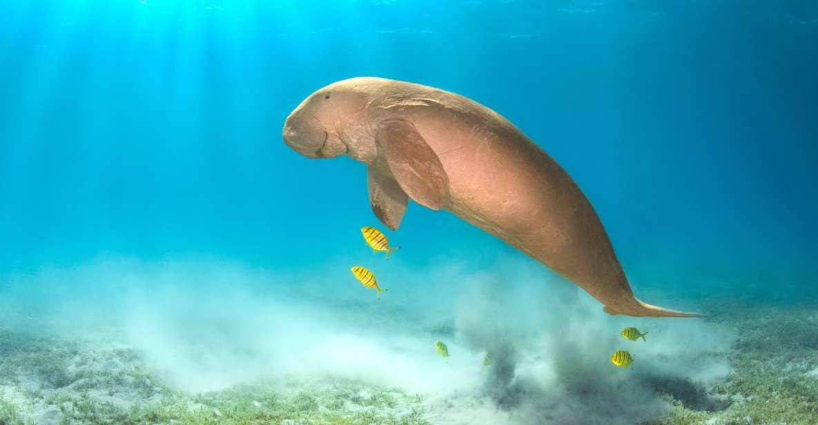 Marsa Alam: Snorkel With Sea Turtles Marsa Mubarak - Key Points