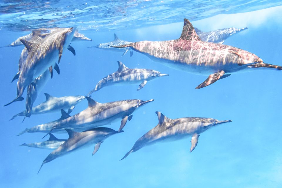 Marsa Alam: Snorkeling Trip to Satayh Dolphin Reef - Key Points