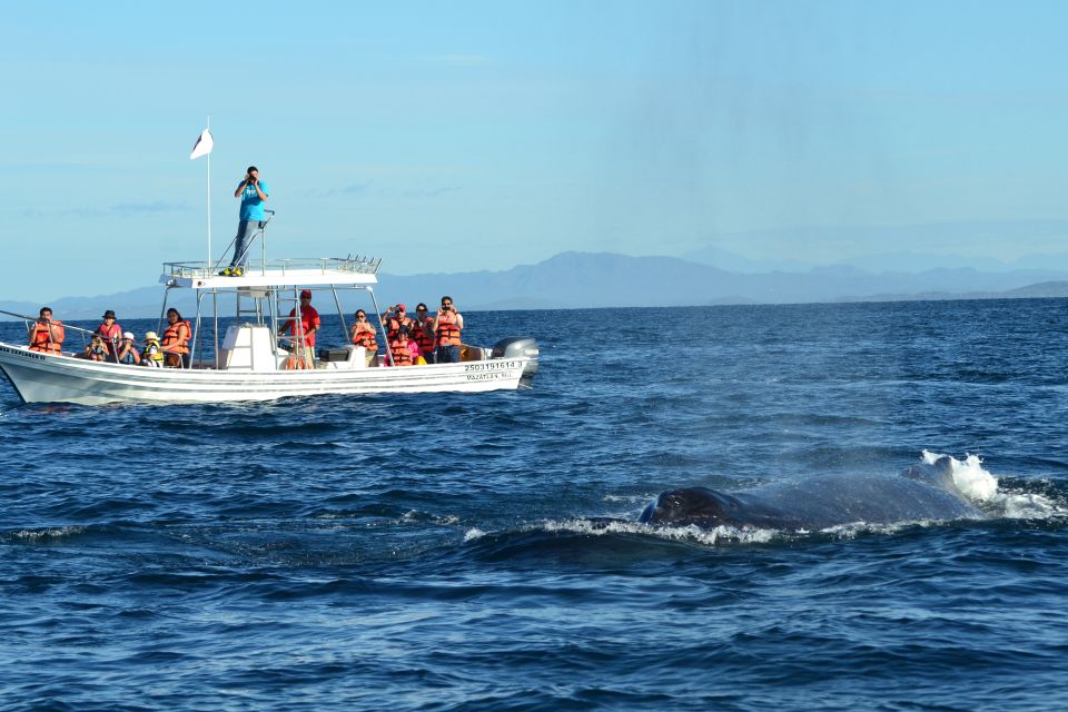 Mazatlan: Whale Watching Adventure - Key Points