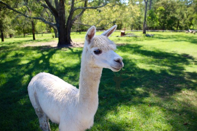 Meet the Animals: Half-Day Farm Tour Near Brisbane - Key Points