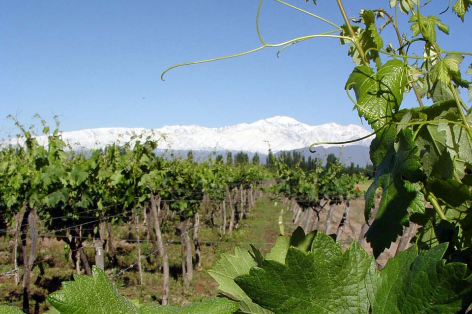 Mendoza: Half-Day Wine Tour With Tastings and Lunch - Key Points