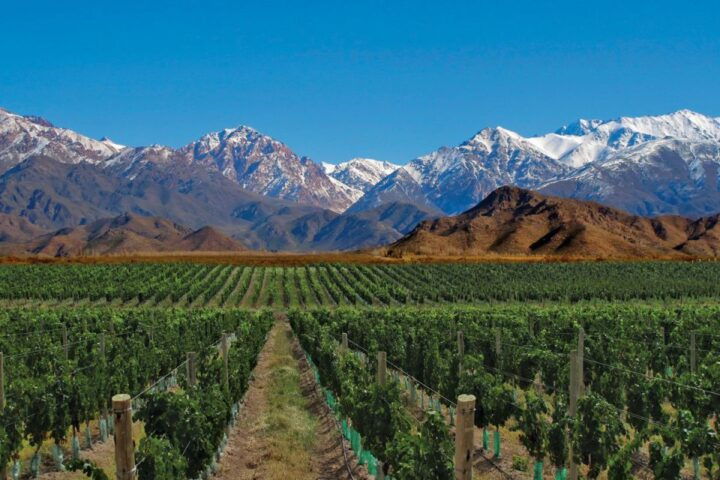 Mendoza: Small-Group Wineries Tour With Tasting and Lunch - Key Points