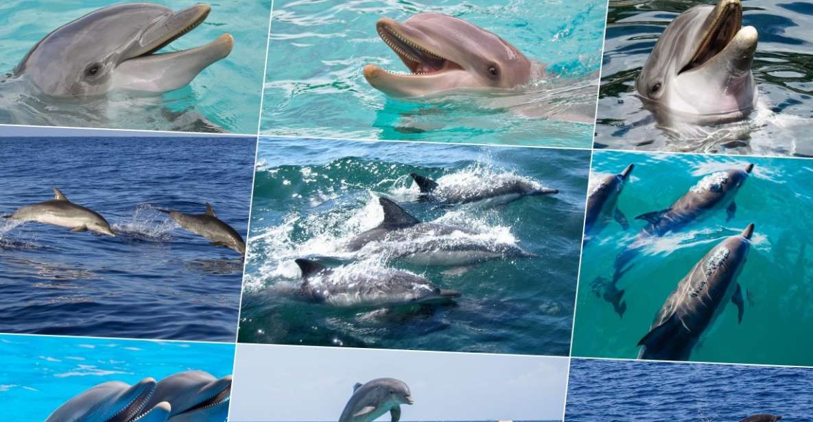 Miami: Day Trip to Key West W/ Dolphin Watching & Snorkeling - Key Points