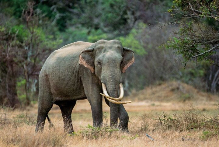 Minneriya: Minneriya National Park Private Safari - Key Points