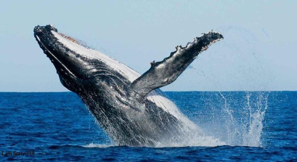 Mirissa: Ocean Elegance: Exclusive Whales & Dolphins Cruise - Key Points