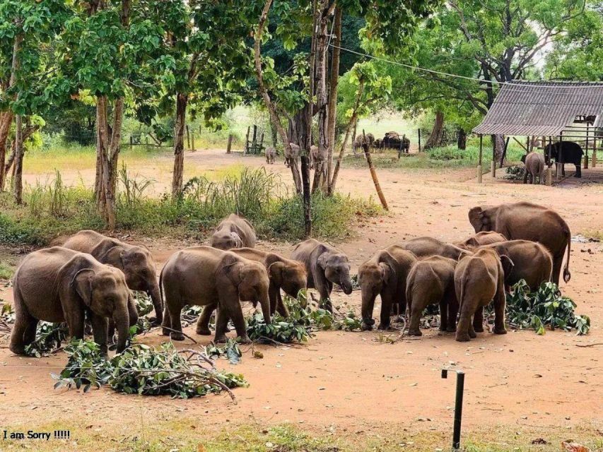 Mirissa/Weligama: Udawalawe Safari & Elephant Transits Home - Key Points
