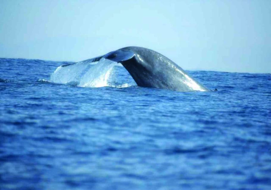 Mirissa: Whale Watching Tour - Key Points