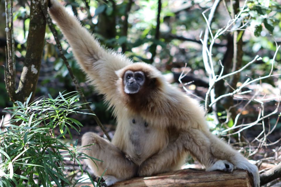 Monkeyland, Birds of Eden, Jukani - Animal Sanctuaries - Key Points