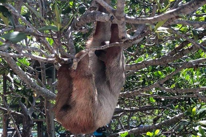 Monkeys and Sloths Hangout in Roatan, Honduras (Mar ) - Key Points