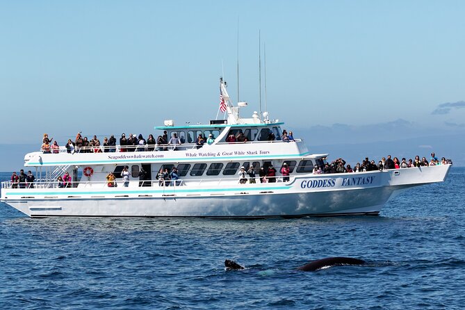 Monterey Bay Whale Watching - Just The Basics