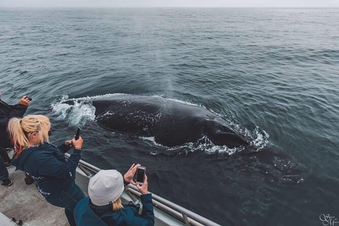 Monterey, California Family-Friendly Whale-Watching Boat Tour (Mar ) - Key Points
