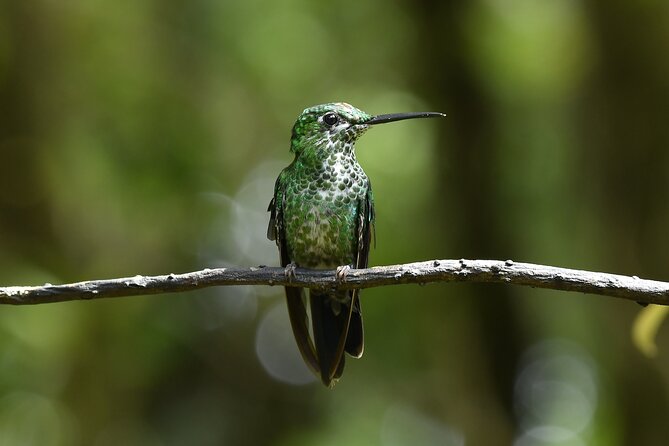 Monteverde Cloud Forest Guided Tour - Tour Overview