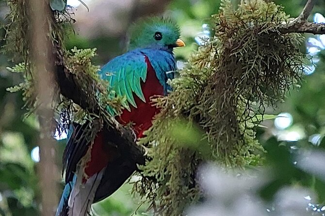 Monteverde Cloud Forest Tour - Tour Pricing and Booking Details