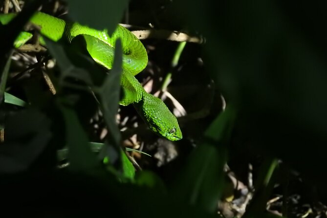 Monteverde Wildlife Night Hike by Flashlight  - Puntarenas - Key Points