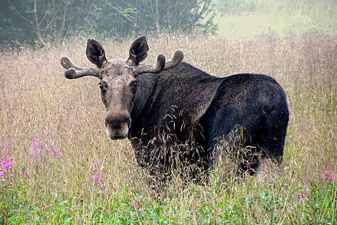 Moose Safari From Bodo, Northern Norway, Meet the Largest Land Animal in Europe - Key Points