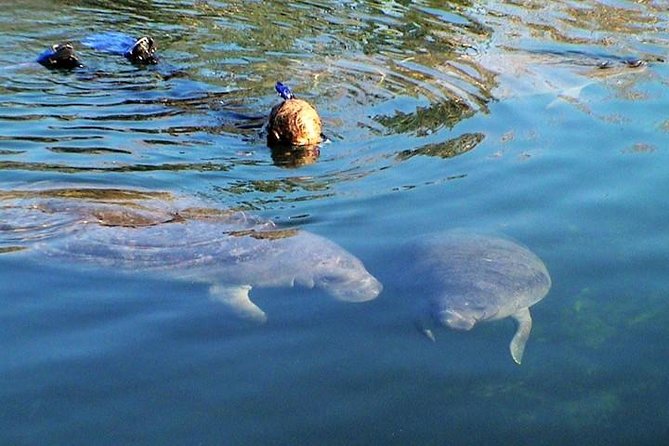 Morning Swim and Snorkel With Manatees-Guided Crystal River Tour - Key Points