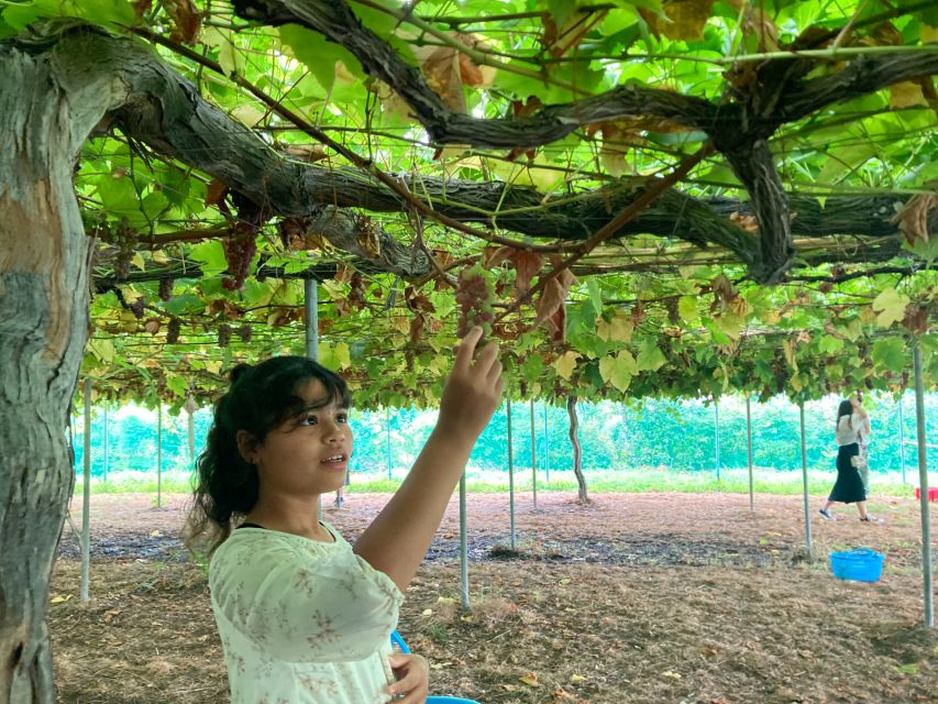 Mt. Fuji, Panoramic Ropeway & Seasonal Fruits Picking - Just The Basics