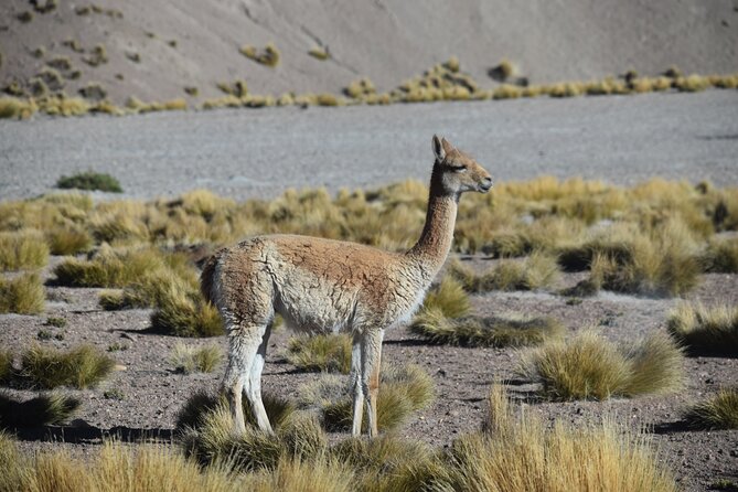 Multi-Day Tour in San Pedro De Atacama With Pickup - Tour Itinerary and Highlights