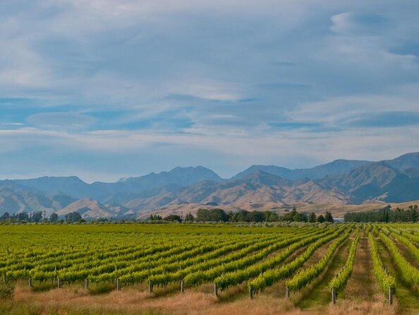 Muriwai Scenic Wine Tour From Auckland - Key Points