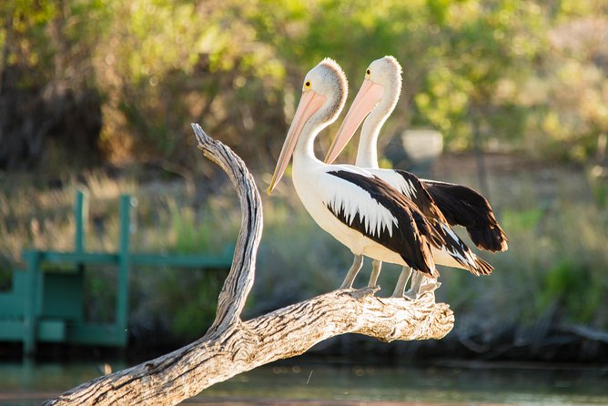 Murray River Day Trip From Adelaide Including Lunch Cruise Aboard the Proud Mary - Key Points