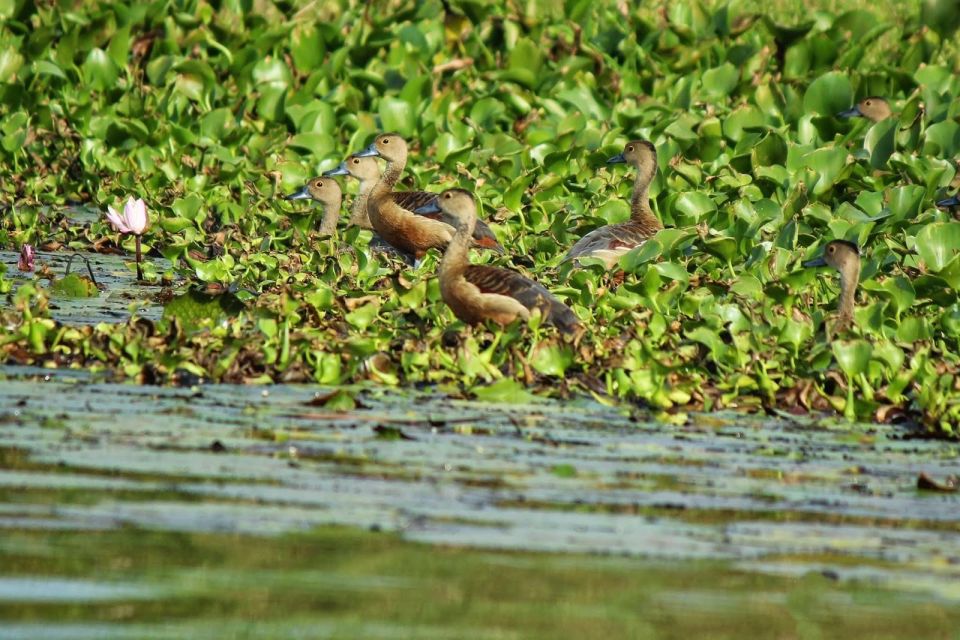 Muthurajawela Bird Watching Tour From Negombo and Colombo - Key Points