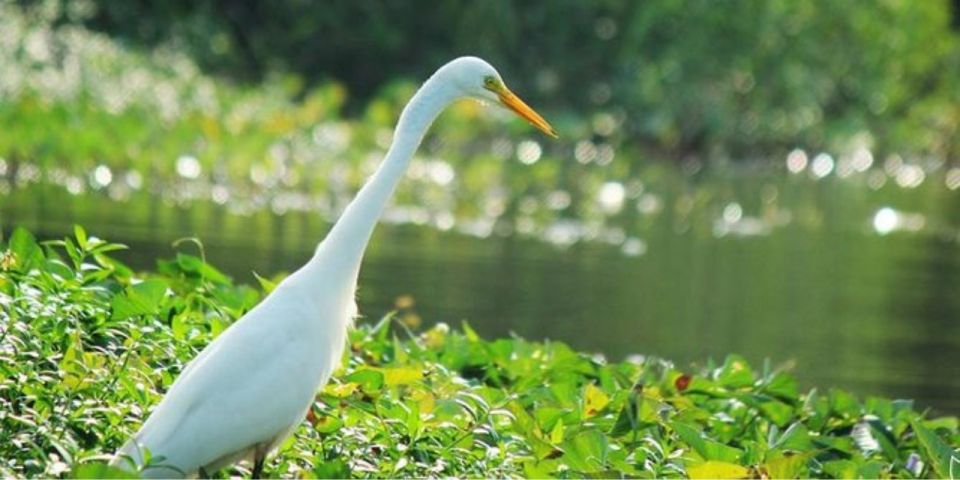 Muthurajawela: Wetland Bird Watching Tour From Colombo! - Key Points