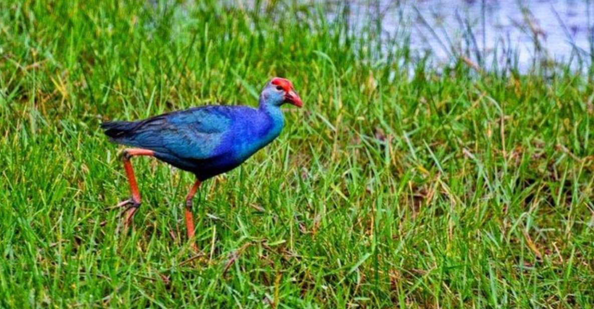 Muthurajawela Wetland: Birdwatching Expedition by Boat - Key Points