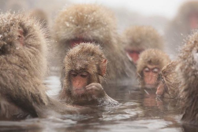 Nagano Snow Monkey 1 Day Tour With Beef Sukiyaki Lunch From Tokyo - Just The Basics