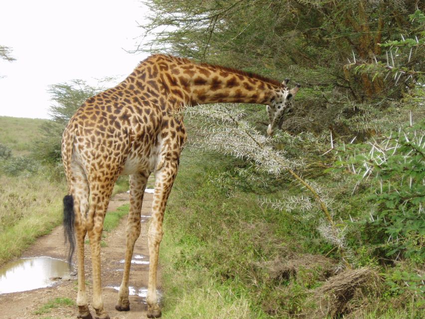 Nairobi National Park, Baby Elephant & Giraffe Center Tour - Key Points