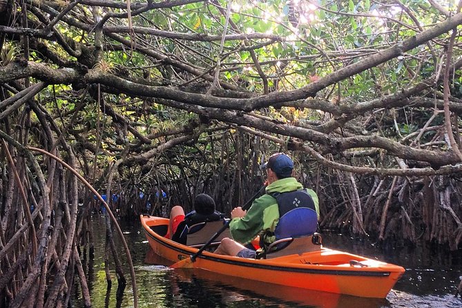 Naples Small-Group Half-Day Everglades Kayak Tour (Mar ) - Key Points