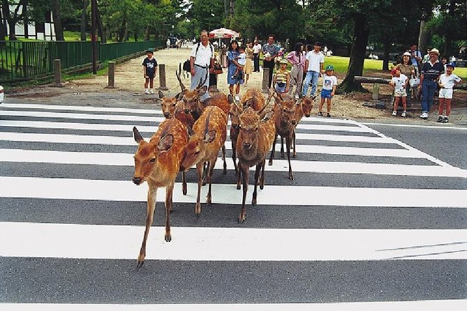 Nara Afternoon Tour - Todaiji Temple and Deer Park From Kyoto - Key Points