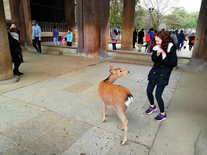 Nara: Nara Park Private Family Bike Tour With Lunch - Just The Basics