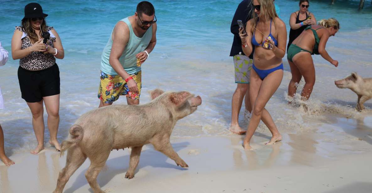 Nassau: Pig Island Swimming With the Pigs - Just The Basics
