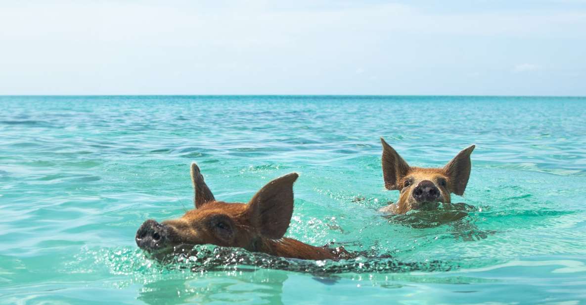 Nassau: Rose Island Swimming Pigs Morning Tour - Just The Basics