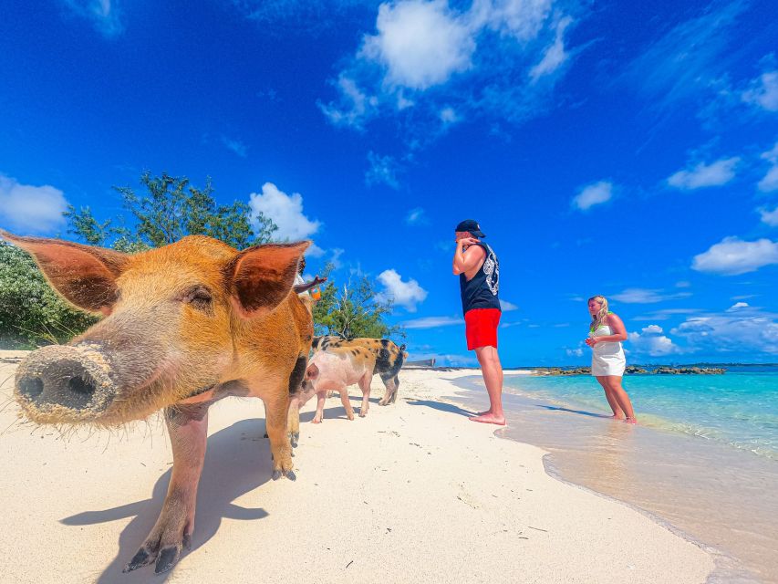 Nassau: Sun Cay and Swimming Pigs Boat Trip With Lunch - Key Points