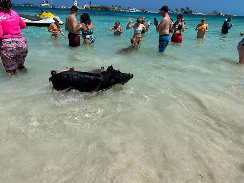 Nassau: Trip to Pig Beach and 3 Snorkeling Stops With Lunch - Key Points