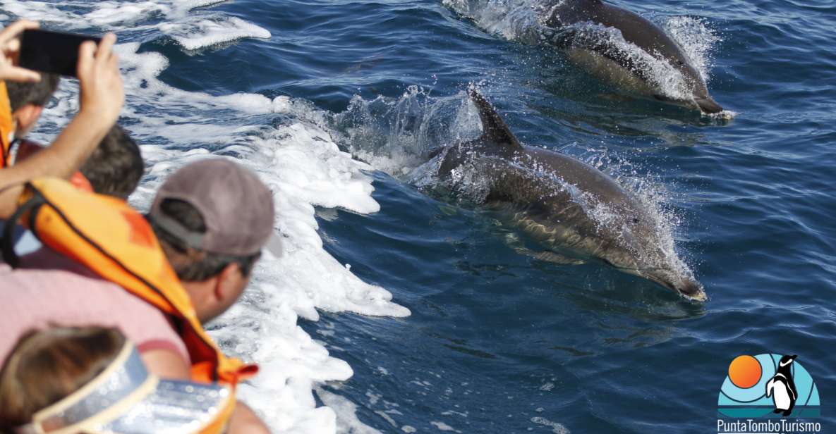 Nautical Tour With Dolphin Search in Puerto Madryn - Key Points