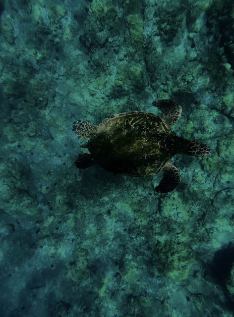 Night Time Snorkel At Turtle Town With Lights And Stars - Key Points