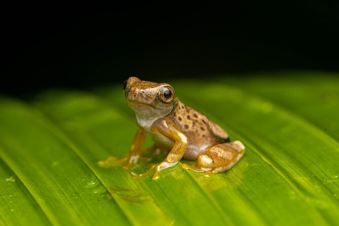 Night Tour Through the Tropical Forest at Tifakara - Key Points