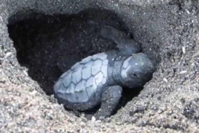 Night Turtle Nesting Tour From Tamarindo