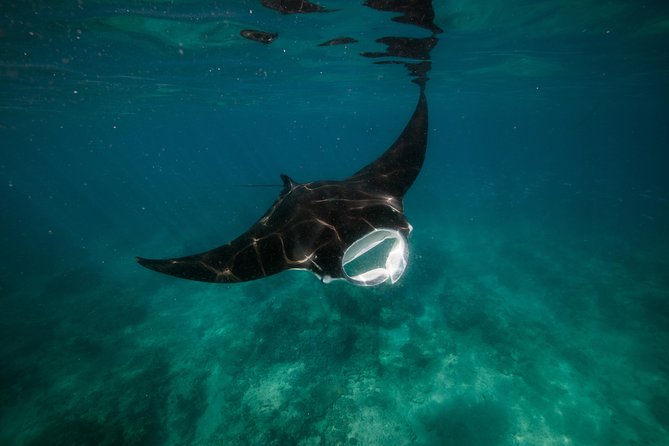 Ningaloo Reef Snorkel and Wildlife Adventure - Just The Basics