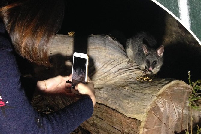 Nocturnal Wildlife Tour From Busselton or Dunsborough - Just The Basics