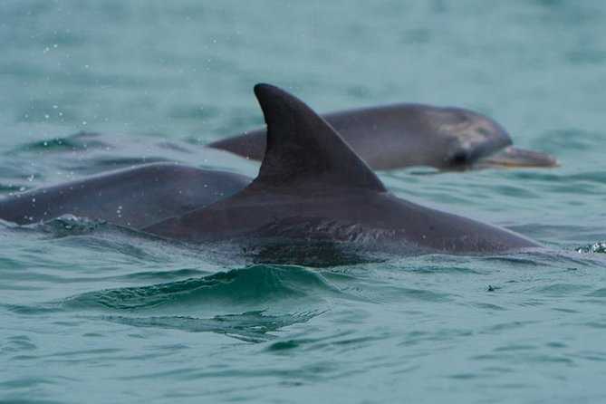 Noosa Small-Group Dolphin-Watching Tour (Mar ) - Key Points