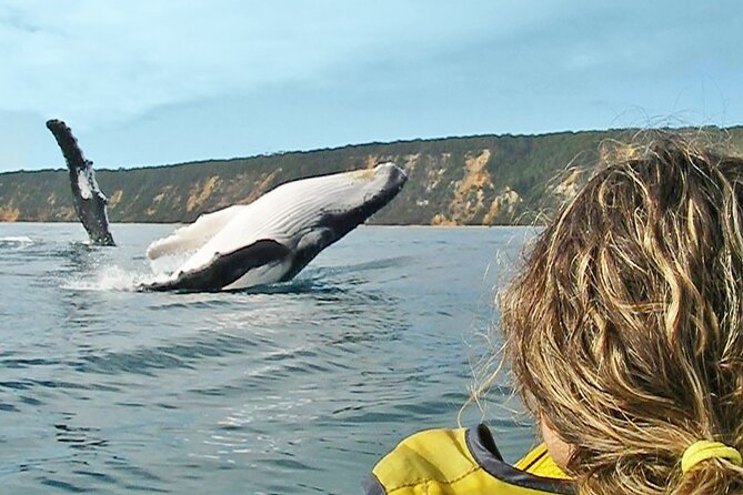 Noosa to Double Island Point Kayaking With Dolphins Day Trip  - Noosa & Sunshine Coast - Just The Basics